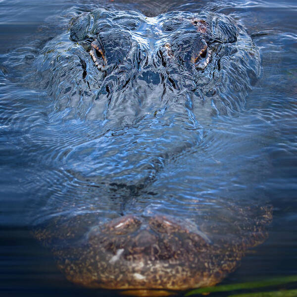 Alligator Poster featuring the photograph Don't Feed the Alligator by Mark Andrew Thomas