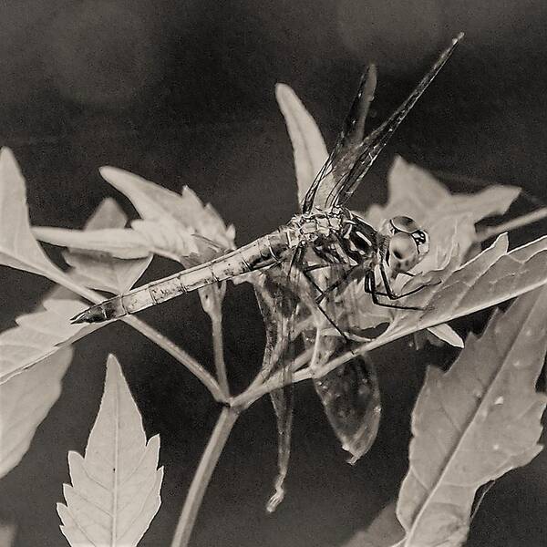 Dragon Fly Leaves Close Black White Poster featuring the photograph Dragon Fly by John Linnemeyer