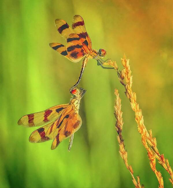 Dragonfly Poster featuring the photograph Dragonflies by Steve DaPonte