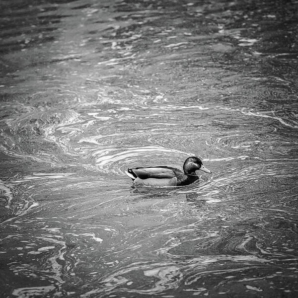 Duck In Creek Bw Poster featuring the photograph duck in creek BW by Leif Sohlman