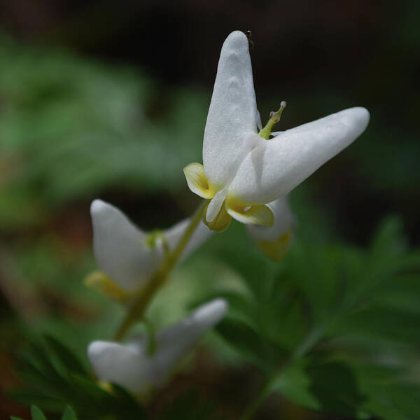 Wildflowers Poster featuring the photograph Dutchman's Breeches 2 by Tana Reiff