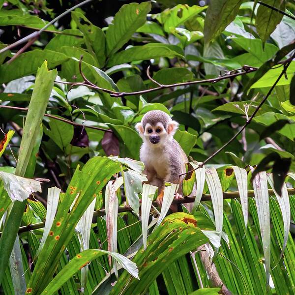 Amazon Poster featuring the photograph Ecuadorian squirrel monkey by Henri Leduc