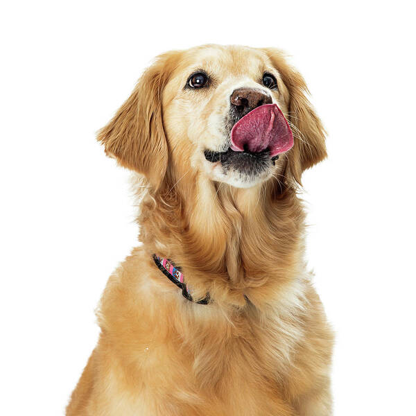 Dog Poster featuring the photograph Excited Hungry Golden Retriever Dog Closeup by Good Focused