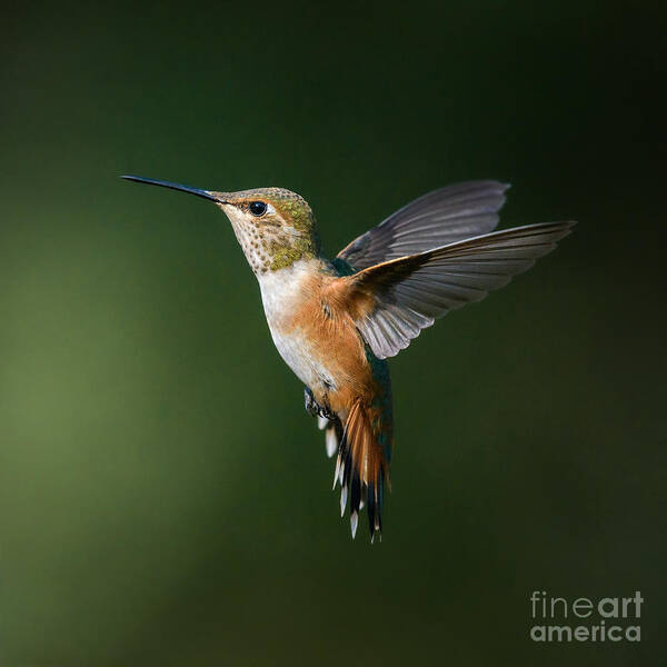 Rufous Hummingbird Poster featuring the photograph Extended Rufous Wings by Lisa Manifold