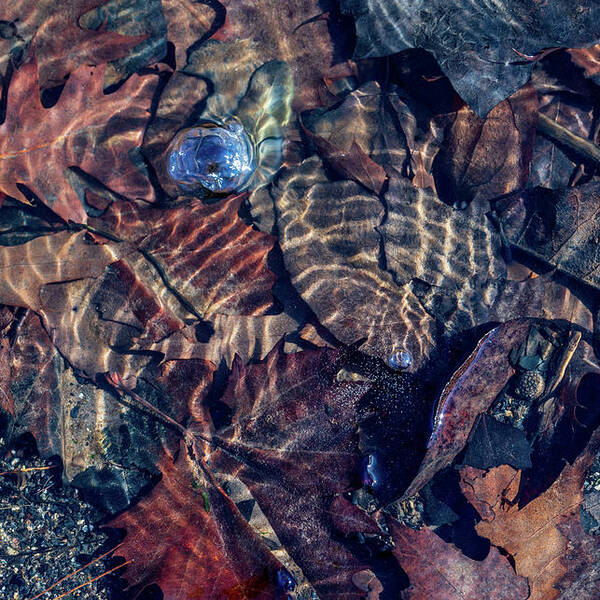 Water Poster featuring the photograph Fall Colors Underwater by Amelia Pearn