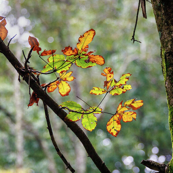 Leaf Poster featuring the photograph Fall Leaves by David Beechum