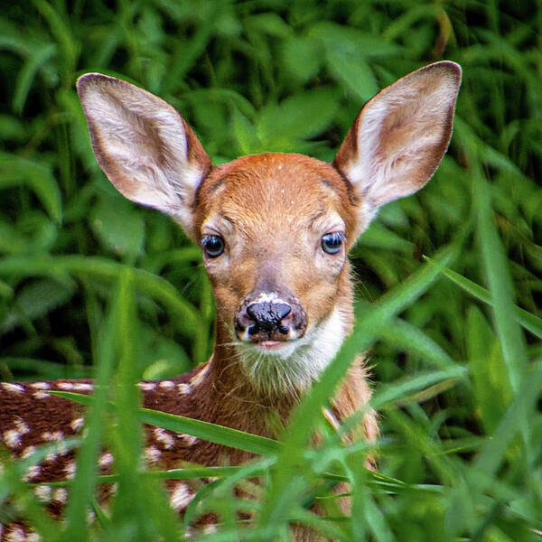 Deer Poster featuring the photograph Fawn by Randy Bayne