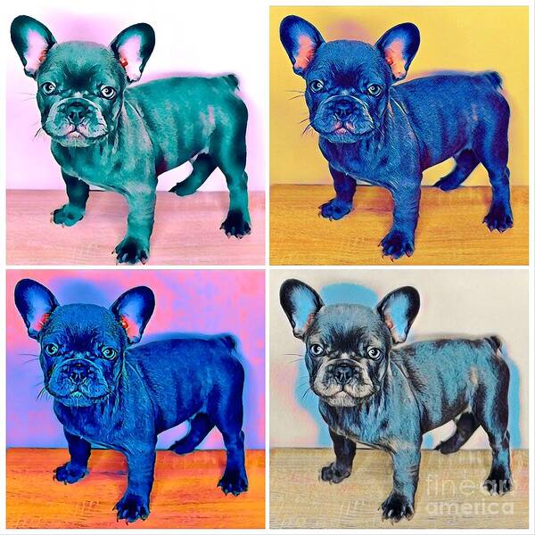 Blue French Bulldog. Frenchie. Dog. Pet. Animals. Poster featuring the photograph Feeling Bully by Denise Railey