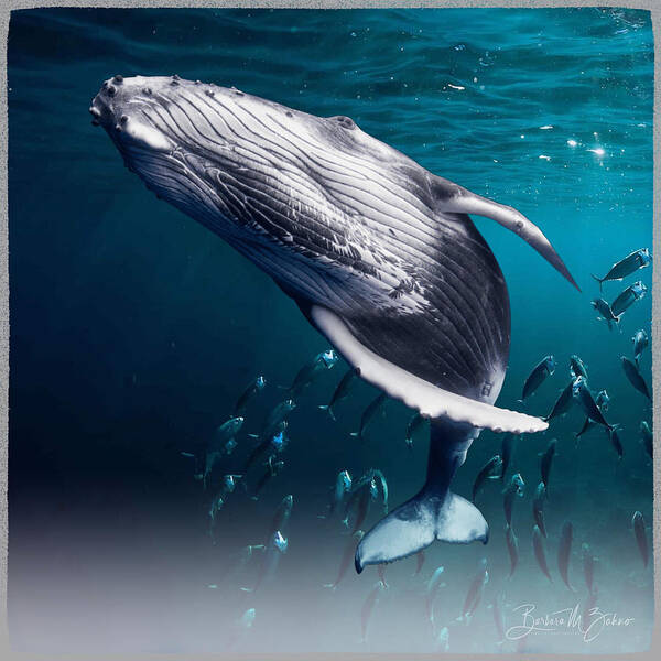 Whale Poster featuring the photograph Feeling Free by Barbara Zahno
