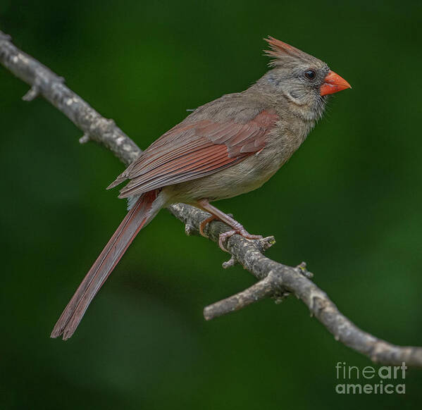 Female Cardinal Poster featuring the photograph Female Northern Cardinal in the Wild by Sandra Rust