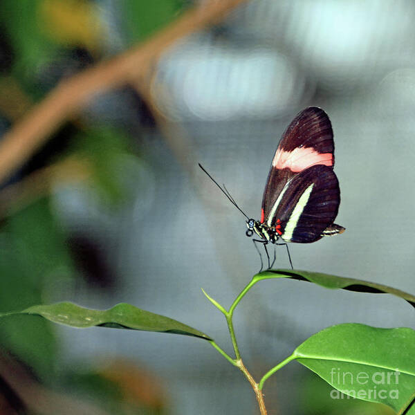 Butterfly Poster featuring the photograph Float Like A Butterfly by Tom Watkins PVminer pixs