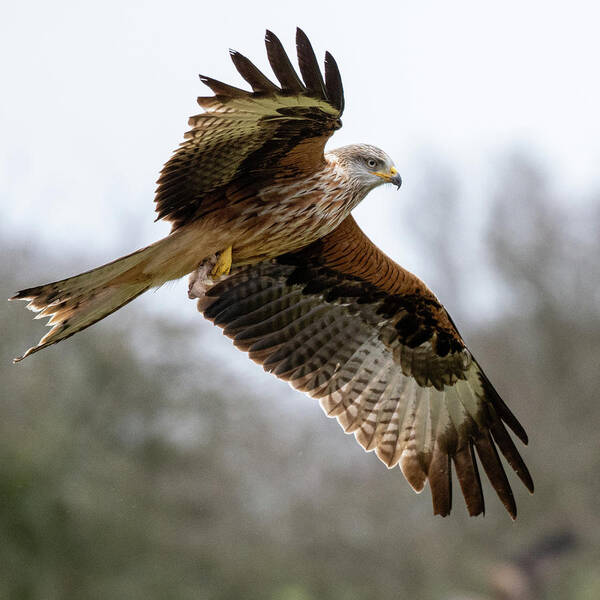 Red Kite Poster featuring the photograph Flying Red Kite Close Up by Mark Hunter