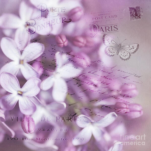 Lilacs Poster featuring the photograph French Lilacs by Sylvia Cook