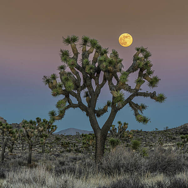 Joshua Tree Poster featuring the photograph Full Moon Over Joshua Tree National Park by George Buxbaum
