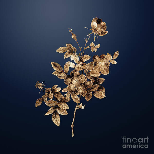 Gold Poster featuring the painting Gold Alpine Rose on Midnight Navy n.01351 by Holy Rock Design