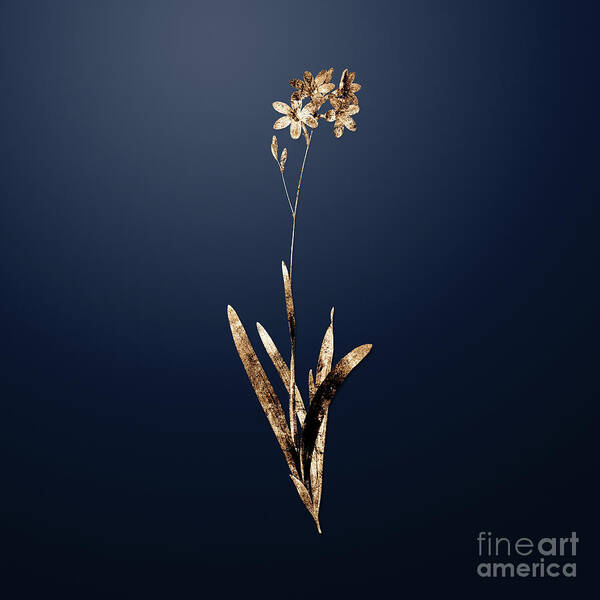 Gold Poster featuring the painting Gold Corn Lily on Midnight Navy n.02443 by Holy Rock Design