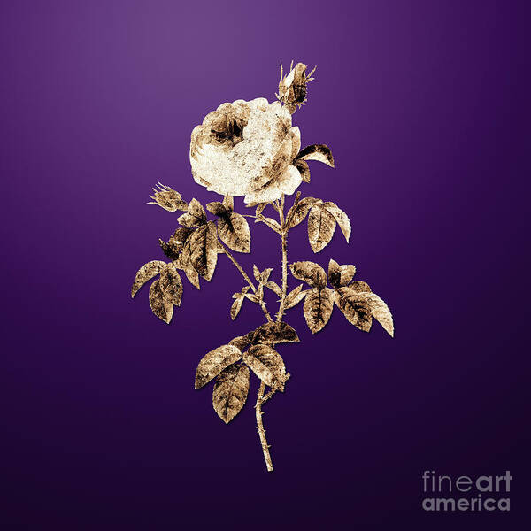 Gold Poster featuring the painting Gold Provence Rose Bloom on Royal Purple n.02462 by Holy Rock Design
