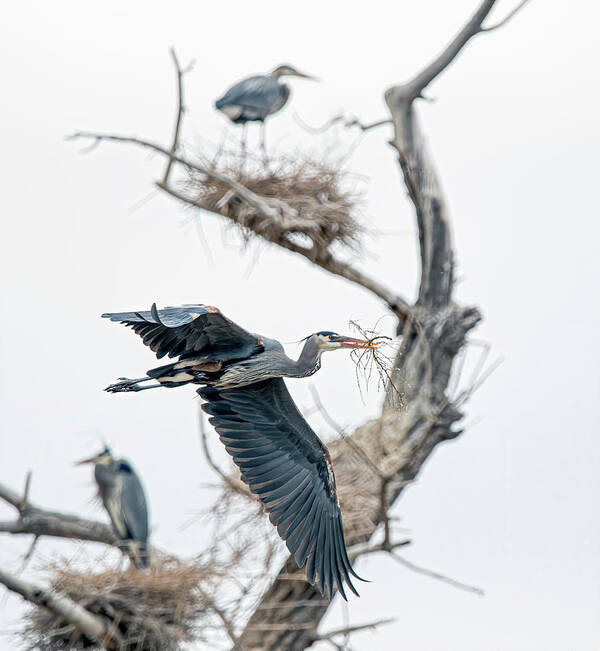 Stillwater Wildlife Refuge Poster featuring the photograph Great Blue Heron 5 by Rick Mosher