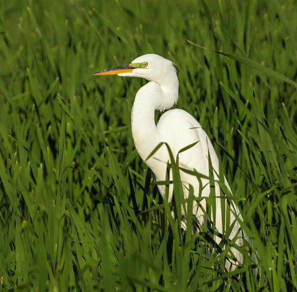 Great Egret Poster featuring the photograph Great Egret 2014-20 by Thomas Young