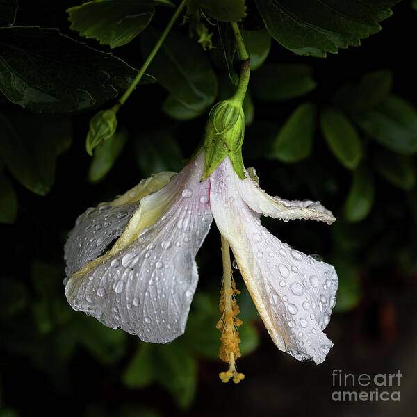 Hibiscus Poster featuring the photograph Hibiscus in the Rain by Neala McCarten