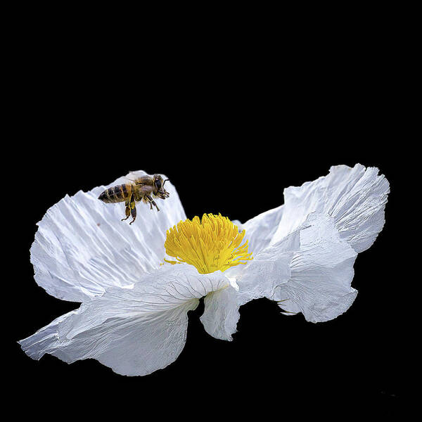 Bee Poster featuring the photograph Honeybee on Prickly Poppy by Cheri Freeman