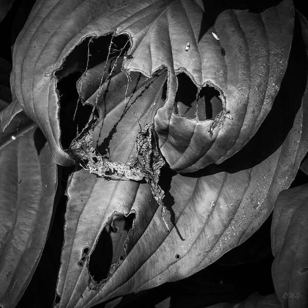 Beauty Poster featuring the photograph Hosta V BW SQ by David Gordon