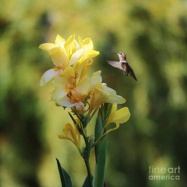 Hummingbird Poster featuring the photograph Hummingbird with Yellow Canna Lily 6 Square by Carol Groenen