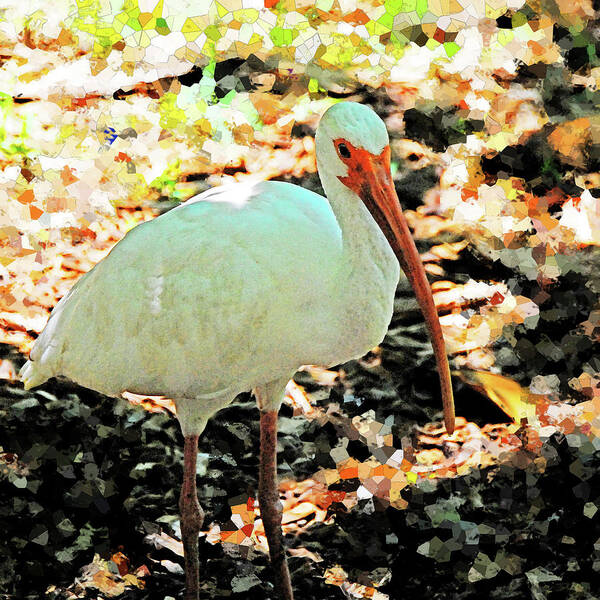 Wildlife Poster featuring the photograph Ibis by Simone Hester