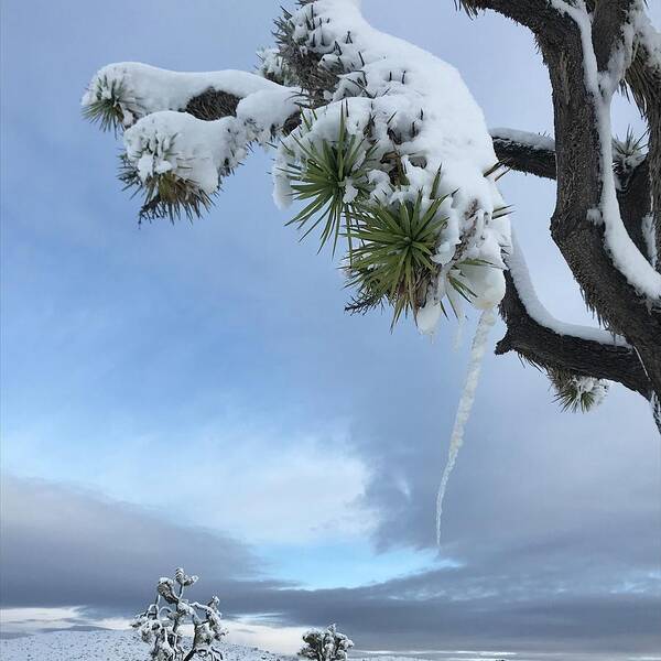 Joshua Tree Poster featuring the photograph Icicle by Perry Hoffman