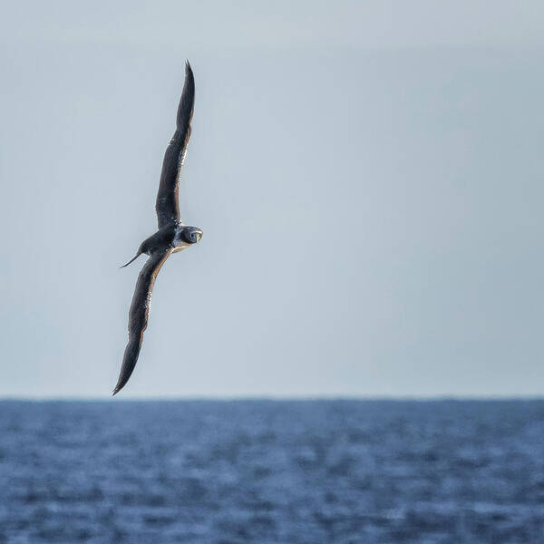 Masked Booby Poster featuring the photograph Immature Masked Booby, No. 5 sq by Belinda Greb