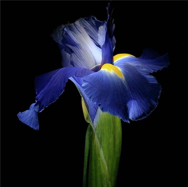 Macro Poster featuring the photograph Iris 041907 by Julie Powell