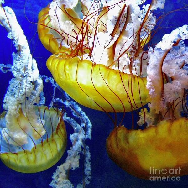 Ocean Poster featuring the photograph Jellies 1 by Wendy Golden