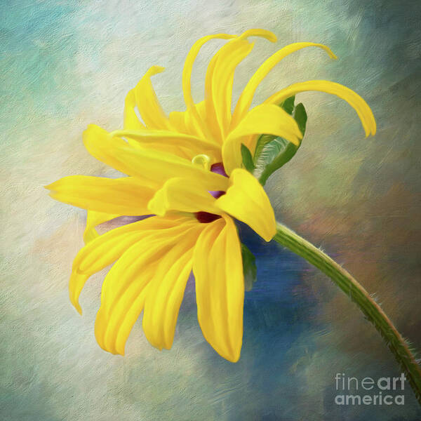 Black-eyed Susans Poster featuring the photograph Joyous Rudbeckia by Anita Pollak