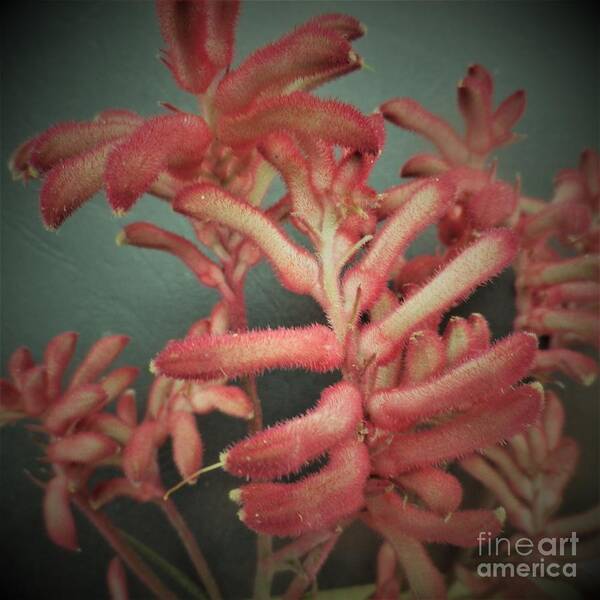 Photo Poster featuring the photograph Kangaroo Paw Plant by Julie Grimshaw