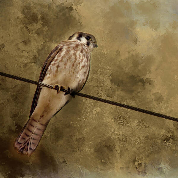 Bird Poster featuring the photograph Kestrel by Rebecca Cozart