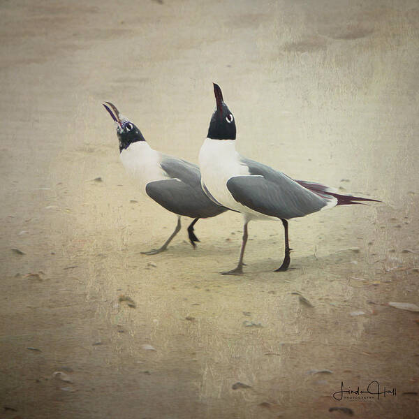 Seagulls Poster featuring the digital art Laughing Gulls by Linda Lee Hall