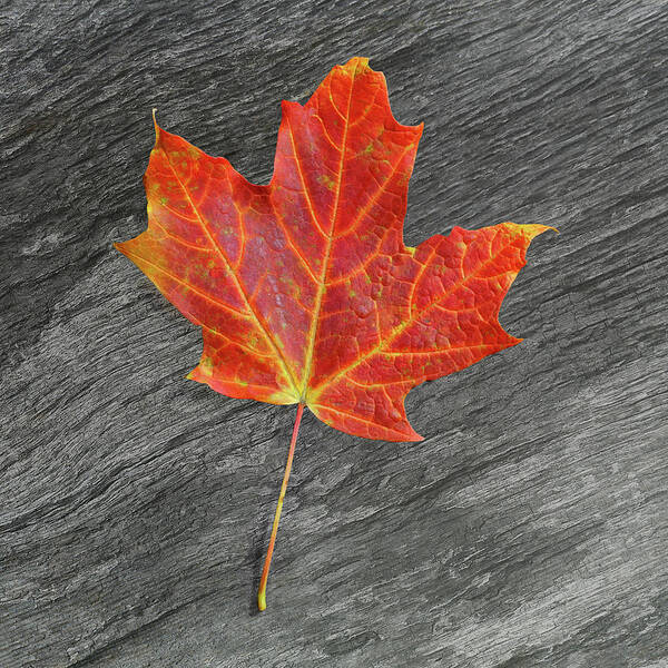 Michigan Poster featuring the photograph Leaf on Fire by Kathi Mirto