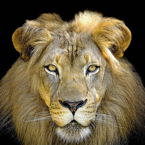 Lion Poster featuring the photograph Lion King by Cheri Freeman