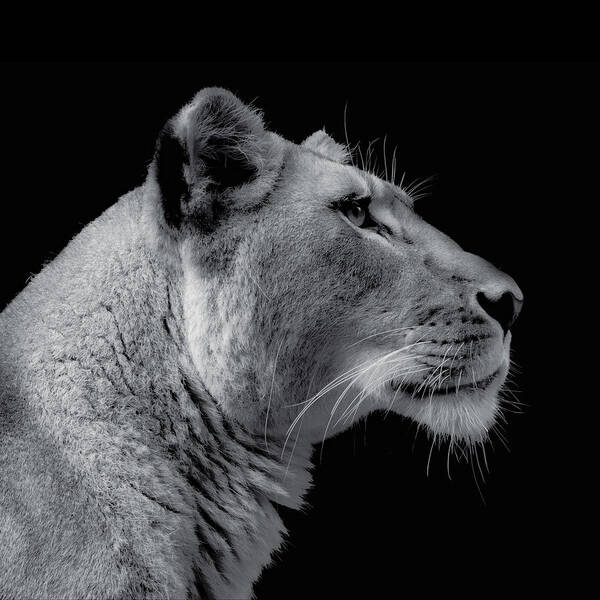 African Lion Poster featuring the photograph Lioness Side Portrait by Bj S