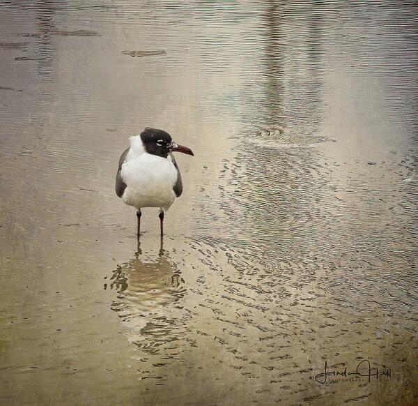 Seagull Poster featuring the photograph Lone Laughing Gull by Linda Lee Hall