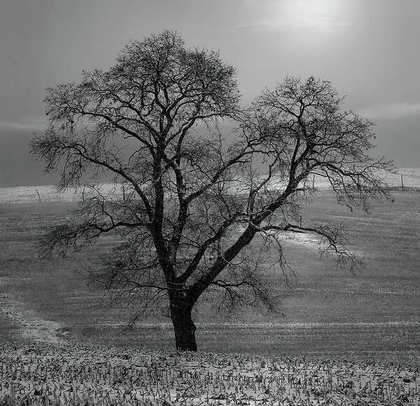  Poster featuring the photograph Lone Oak in Winter Corn Field - Tompkins Center, Michigan USA - by Edward Shotwell