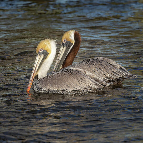 Pelican Poster featuring the photograph Love Birds by JASawyer Imaging