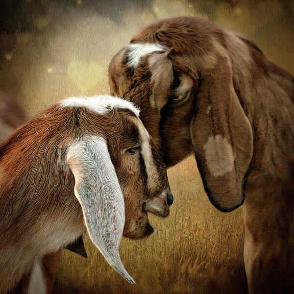 Goats Poster featuring the digital art Love is in the air by Maggy Pease
