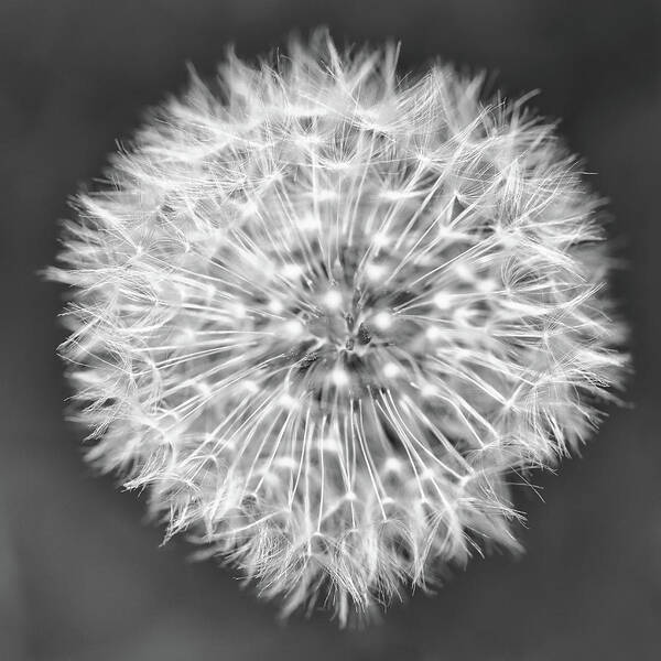 Dandelion Poster featuring the photograph Macro Dandelion In Black And White by Scott Burd