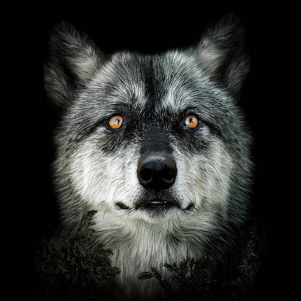 Wolf Poster featuring the digital art Majestic by Maggy Pease