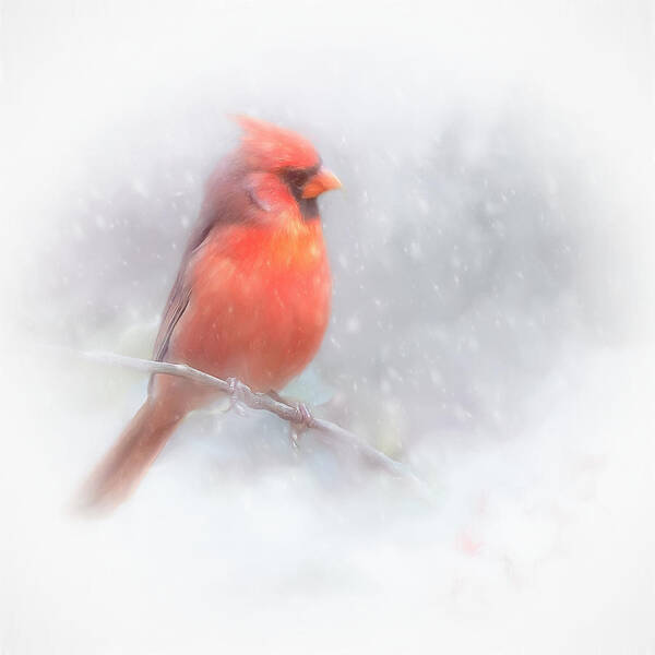 Cardinal Poster featuring the photograph Male Cardinal in the Snow by Marjorie Whitley