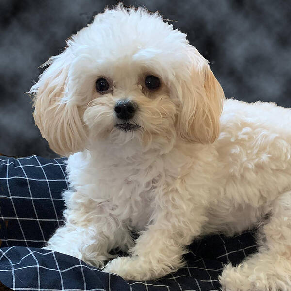 Maltipoo Poster featuring the photograph Maltipoo Love by Karen Zuk Rosenblatt