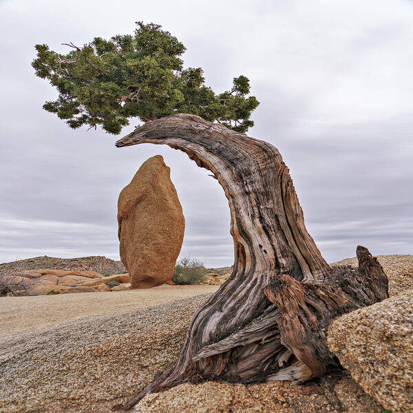  Poster featuring the photograph May 2019 Joshua Tree and Obelisk by Alain Zarinelli