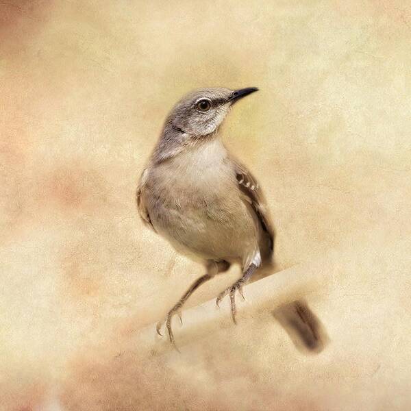 Texture Poster featuring the photograph Mockingbird by Marjorie Whitley