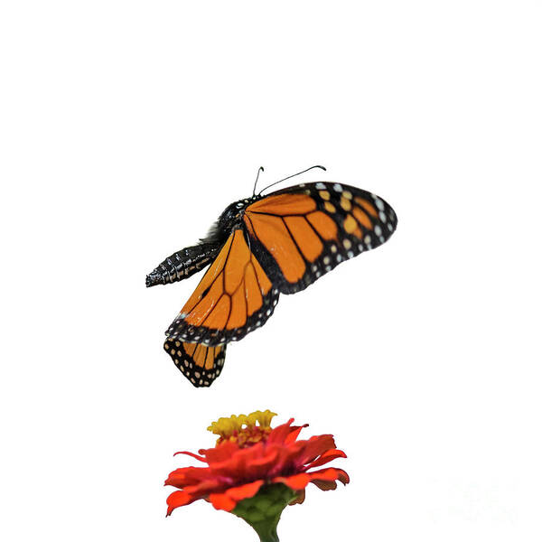 Monarch Butterfly Poster featuring the photograph Monarch in Flight by Tamara Becker